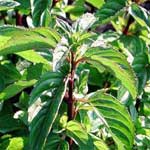 Mentha Oil Manufacturer Supplier Wholesale Exporter Importer Buyer Trader Retailer in Hoshiarpur Punjab India